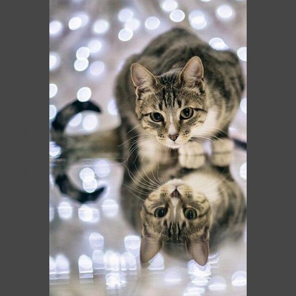 Katze Diamond Painting Diamant Malerei 4SA99