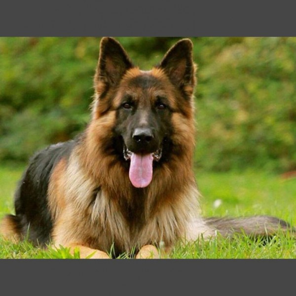 Hund - 9 Diamond Painting Diamant Malerei