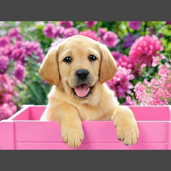 Hund - 10 Diamond Painting Diamant Malerei