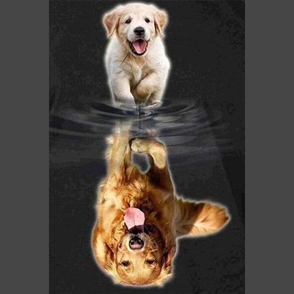 Hund Diamond Painting Diamant Malerei 4SA121