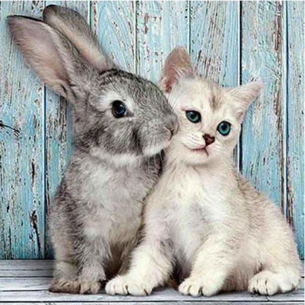Hase mit Katze Diamond Painting Diamant Malerei