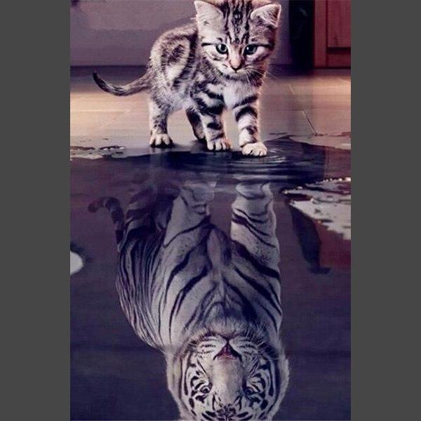 Katze Diamond Painting Diamant Malerei 4SA123