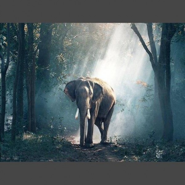 Elefant 8 Diamond Painting Diamant Malerei