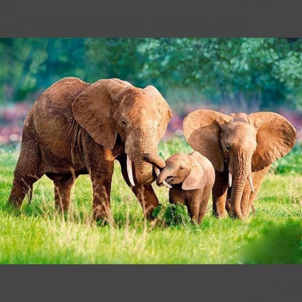 Elefant 6 Diamond Painting Diamant Malerei