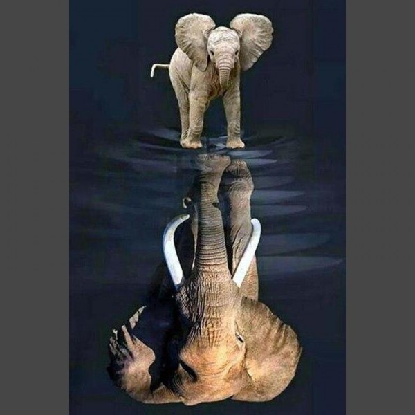 Elefant Diamond Painting Diamant Malerei 4SA122
