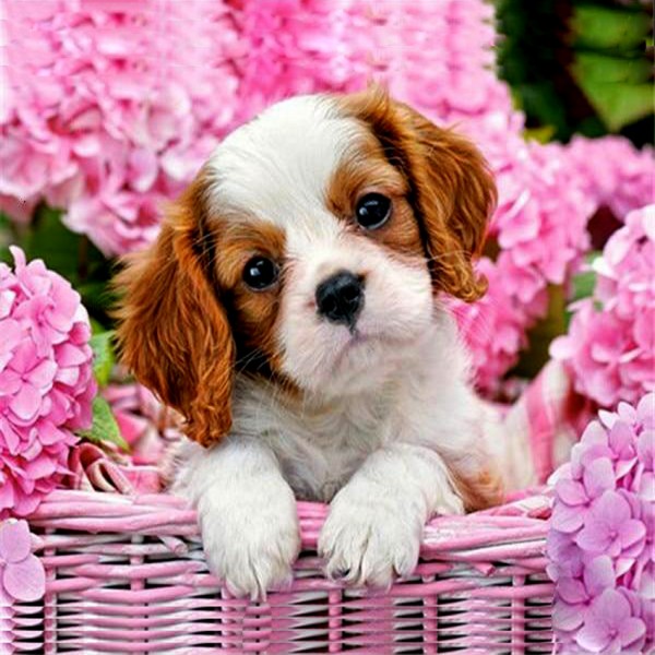 Hund - 18 Diamond Painting Diamant Malerei