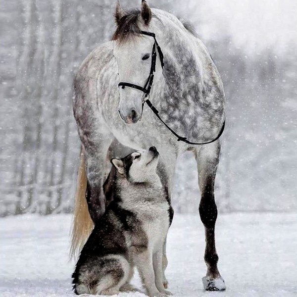 Pferd und Wolf 5D Diamond Painting Diamant Malerei 4SA12