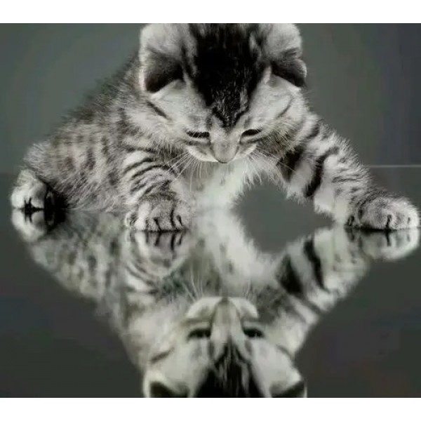 Katze Spiegel Diamond Painting Diamant Malerei 4SA132